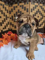 Peanut, a female English Bulldog for sale in Colorado Springs, CO – 10 of 10