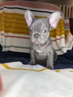 Beau, a male French Bulldog for sale in Colorado Springs, CO – 4 of 4