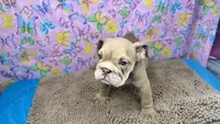 Janice, a female English Bulldog for sale in Colorado Springs, CO – 6 of 9