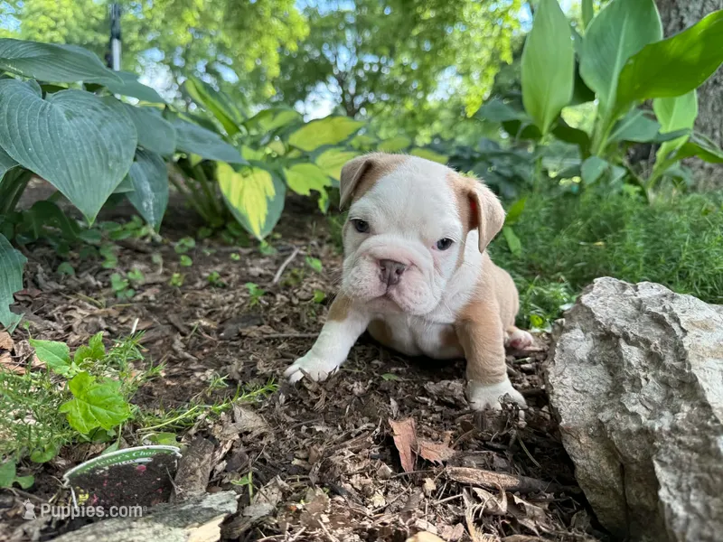 Gus – English Bulldog puppy for sale in Colorado Springs, CO