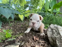 Gus, a male English Bulldog for sale in Colorado Springs, CO – 1 of 9