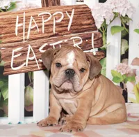 Porkchop, a male English Bulldog for sale in Colorado Springs, CO – Photo 1 of 10