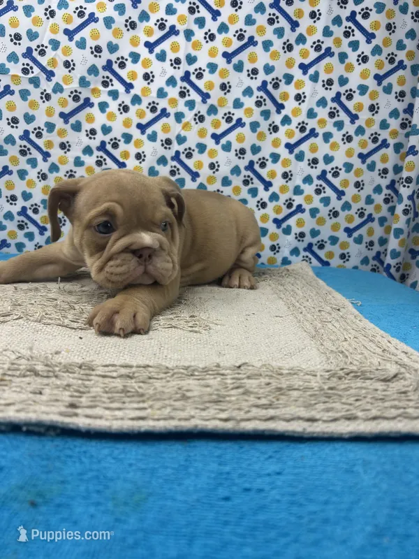 Janice – English Bulldog puppy for sale in Colorado Springs, CO