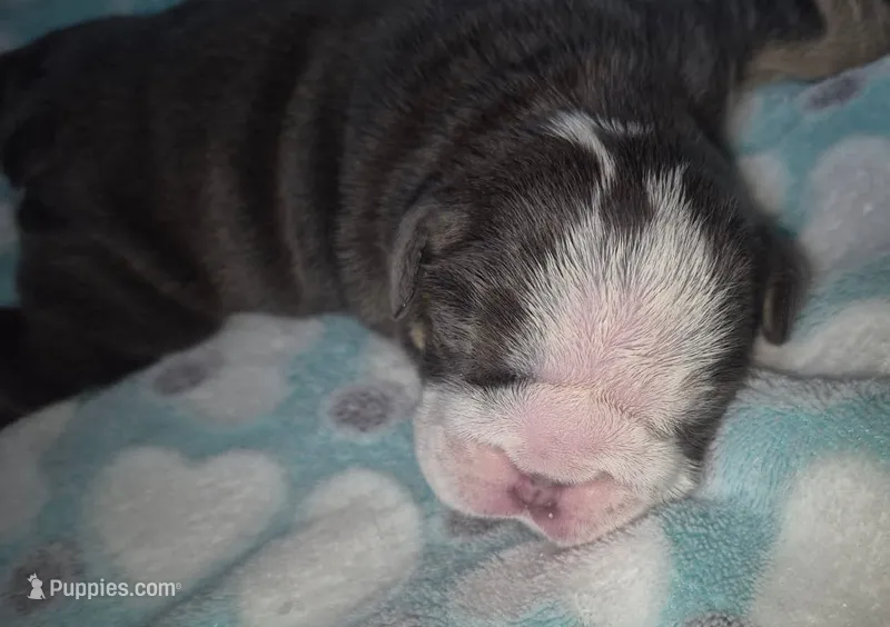 Ozzy – English Bulldog puppy for sale in Colorado Springs, CO