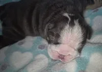 Ozzy, a male English Bulldog for sale in Colorado Springs, CO – 1 of 4