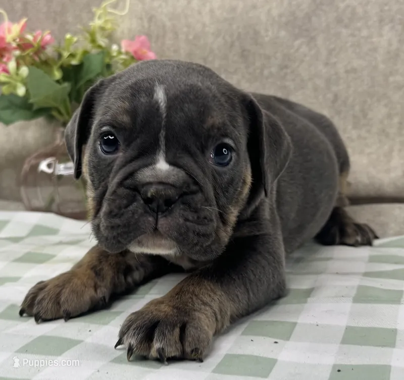 Halo – English Bulldog puppy for sale in Colorado Springs, CO