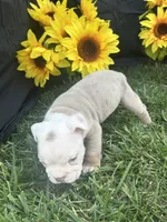 Bodhi, a male English Bulldog for sale in Colorado Springs, CO – 3 of 10