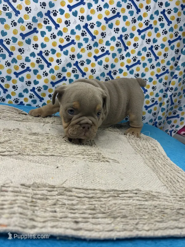Carol – English Bulldog puppy for sale in Colorado Springs, CO