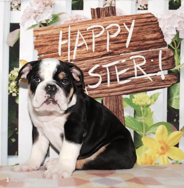Chunk – English Bulldog puppy for sale in Colorado Springs, CO