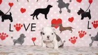 Turbo, a male English Bulldog for sale in Colorado Springs, CO – 2 of 10
