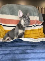 Andre, a male French Bulldog for sale in Colorado Springs, CO – 2 of 7