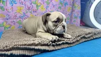 Rachel, a female English Bulldog for sale in Colorado Springs, CO – 8 of 10