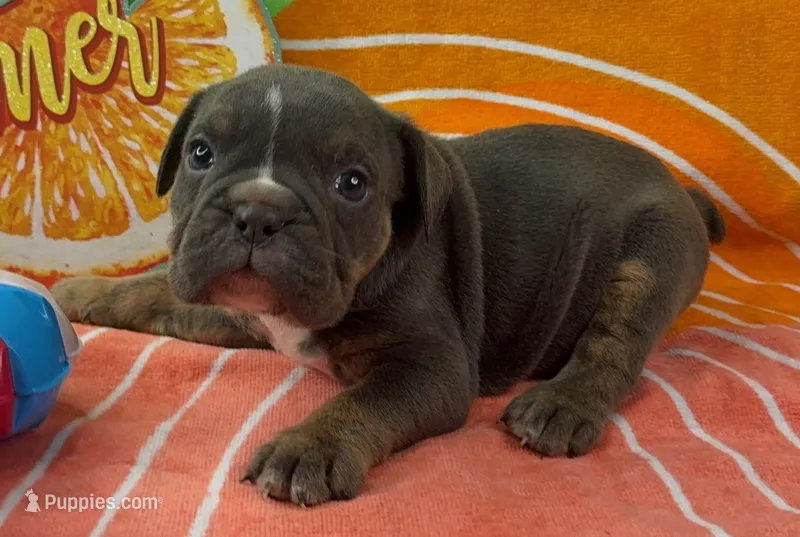 Halo – English Bulldog puppy for sale in Colorado Springs, CO