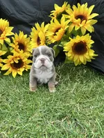 Nyra, a female English Bulldog for sale in Colorado Springs, CO – 3 of 10
