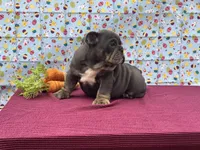 Muffin, a female English Bulldog for sale in Colorado Springs, CO – Photo 9 of 10