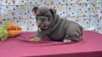 Muffin, a female English Bulldog for sale in Colorado Springs, CO – Photo 2 of 10