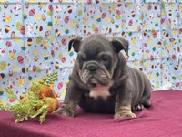 Muffin, a female English Bulldog for sale in Colorado Springs, CO – Photo 7 of 10