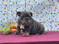 Muffin, a female English Bulldog for sale in Colorado Springs, CO – Photo 5 of 10
