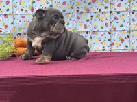 Muffin, a female English Bulldog for sale in Colorado Springs, CO – Photo 6 of 10