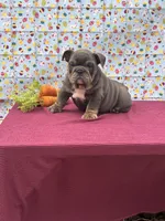 Muffin, a female English Bulldog for sale in Colorado Springs, CO – Photo 10 of 10