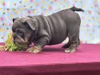 Muffin, a female English Bulldog for sale in Colorado Springs, CO – Photo 3 of 10