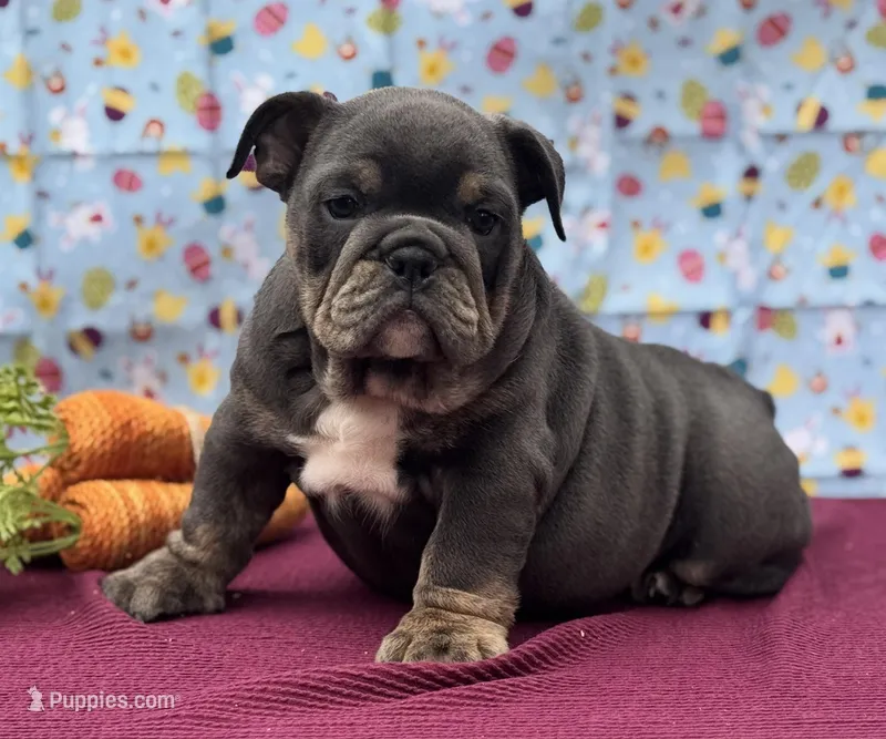 Muffin – English Bulldog puppy for sale in Colorado Springs, CO