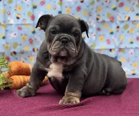 Muffin, a female English Bulldog for sale in Colorado Springs, CO – Photo 1 of 10