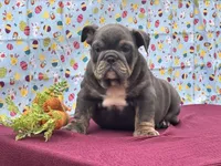 Muffin, a female English Bulldog for sale in Colorado Springs, CO – Photo 8 of 10