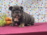 Muffin, a female English Bulldog for sale in Colorado Springs, CO – Photo 4 of 10