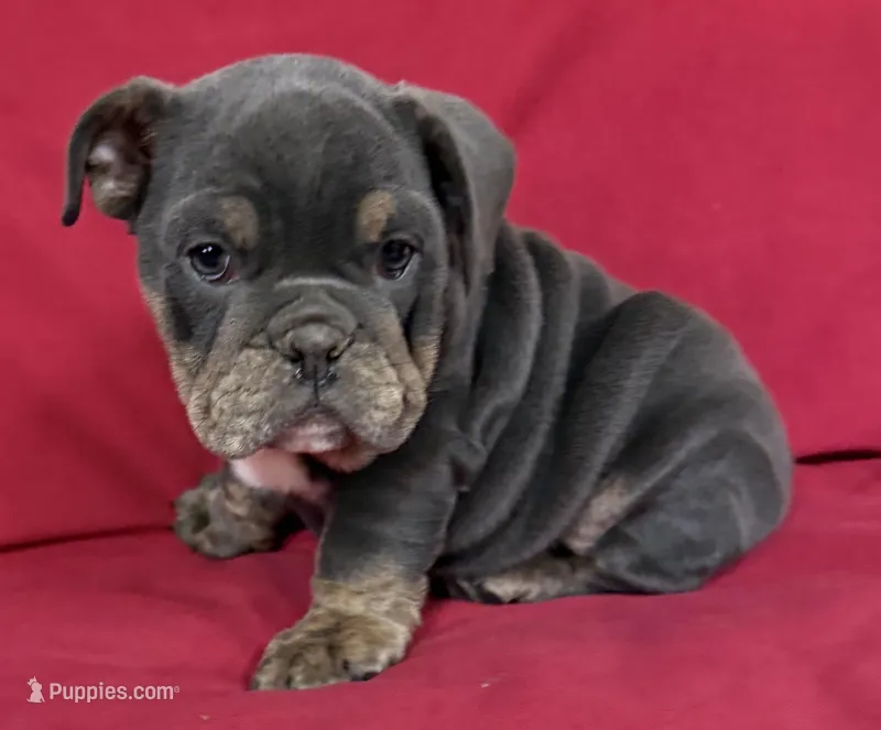 Muffin – English Bulldog puppy for sale in Colorado Springs, CO