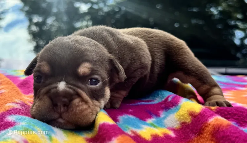 Emily – English Bulldog puppy for sale in Colorado Springs, CO