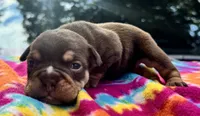 Emily, a female English Bulldog for sale in Colorado Springs, CO – 1 of 6