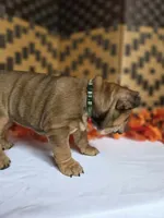 Bear, a female English Bulldog for sale in Colorado Springs, CO – 8 of 10