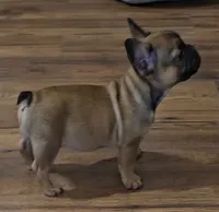Larry, a male French Bulldog for sale in Colorado Springs, CO – 5 of 10
