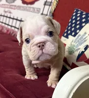 Hambone, a male English Bulldog for sale in Colorado Springs, CO – 5 of 10