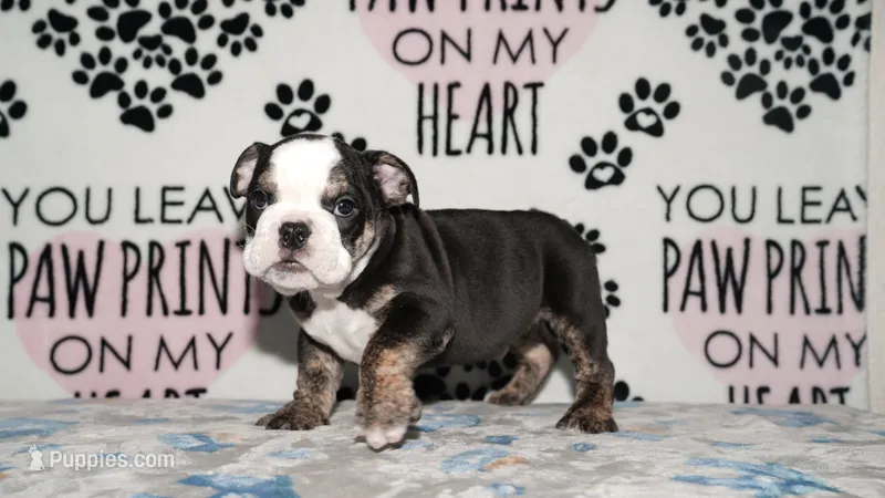 Ziggy – English Bulldog puppy for sale in Colorado Springs, CO