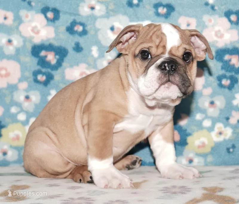 Gandolf – English Bulldog puppy for sale in Colorado Springs, CO
