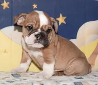 Gandolf, a male English Bulldog for sale in Colorado Springs, CO – Photo 1 of 10