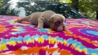Rachel, a female English Bulldog for sale in Colorado Springs, CO – 4 of 9