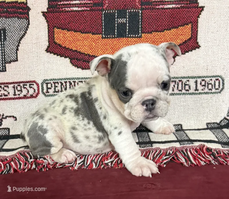 Dixie – English Bulldog puppy for sale in Colorado Springs, CO