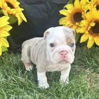 Indie, a female English Bulldog for sale in Colorado Springs, CO – 3 of 10