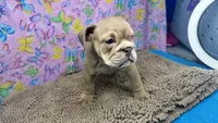 Janice, a female English Bulldog for sale in Colorado Springs, CO – 4 of 9