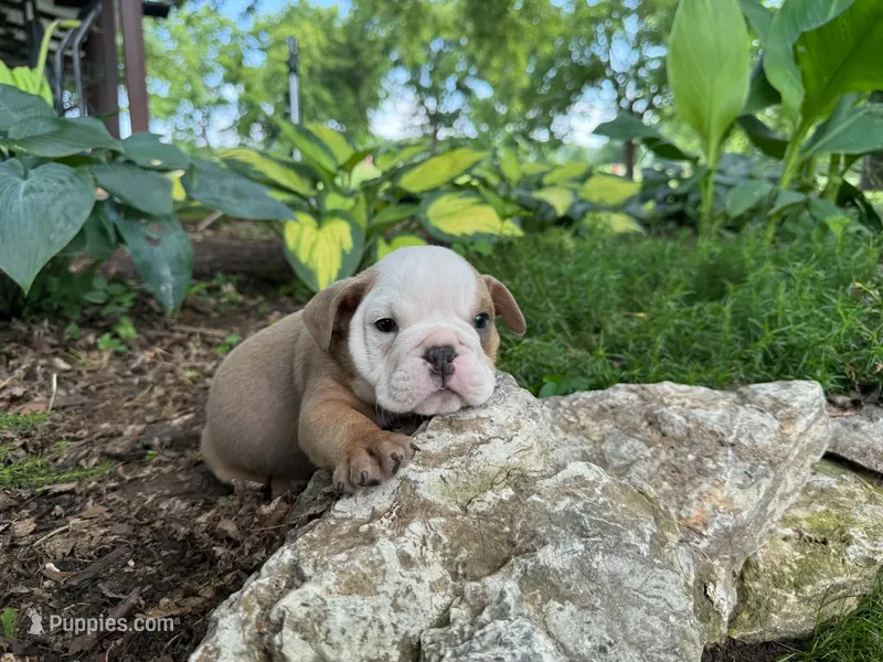 Atlas – English Bulldog puppy for sale in Colorado Springs, CO