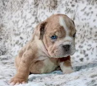 Casper, a male English Bulldog for sale in Colorado Springs, CO – 2 of 4