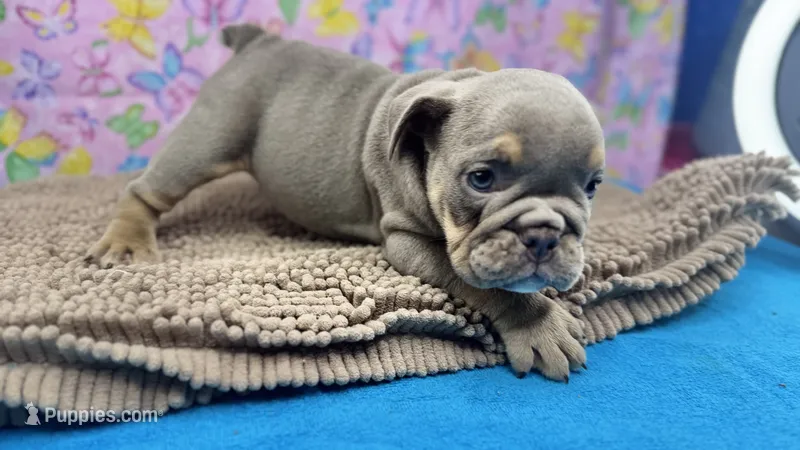 Carol – English Bulldog puppy for sale in Colorado Springs, CO