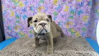 Janice, a female English Bulldog for sale in Colorado Springs, CO – 9 of 9