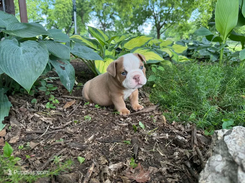 Bruno – English Bulldog puppy for sale in Colorado Springs, CO