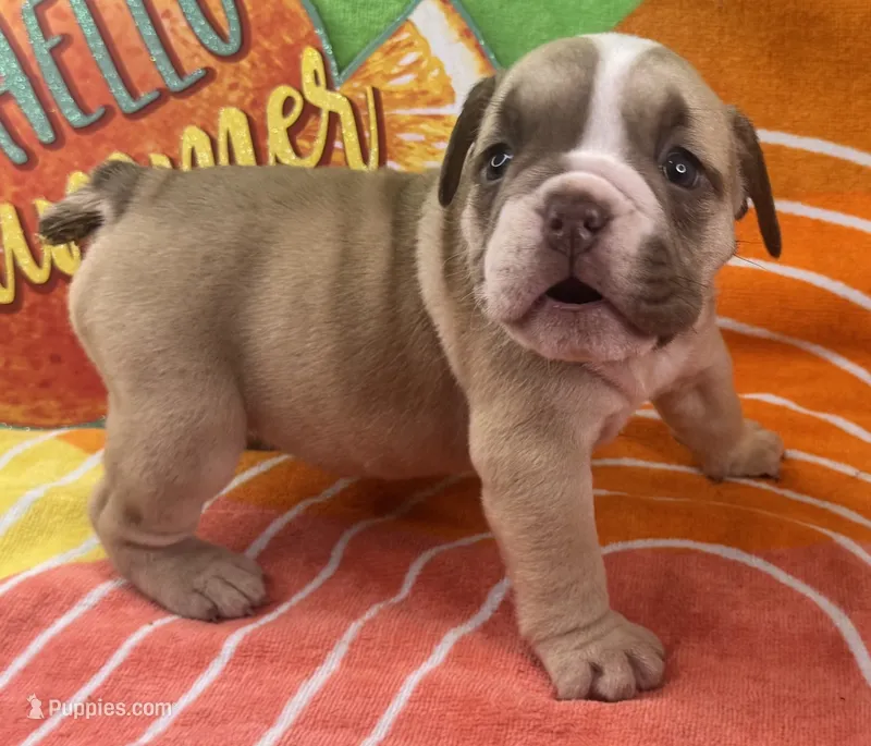 Rachel – English Bulldog puppy for sale in Colorado Springs, CO