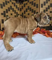 Iggy, a male English Bulldog for sale in Colorado Springs, CO – 7 of 10