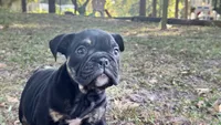 Viper, a male English Bulldog for sale in Colorado Springs, CO – 3 of 10